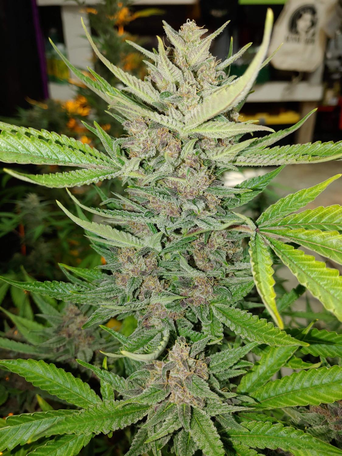 OG Kush Auto Fem Esrar Tohumu (Fast Buds)