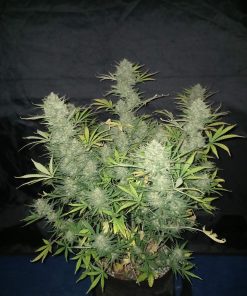 OG Kush Auto Fem Esrar Tohumu (Fast Buds)