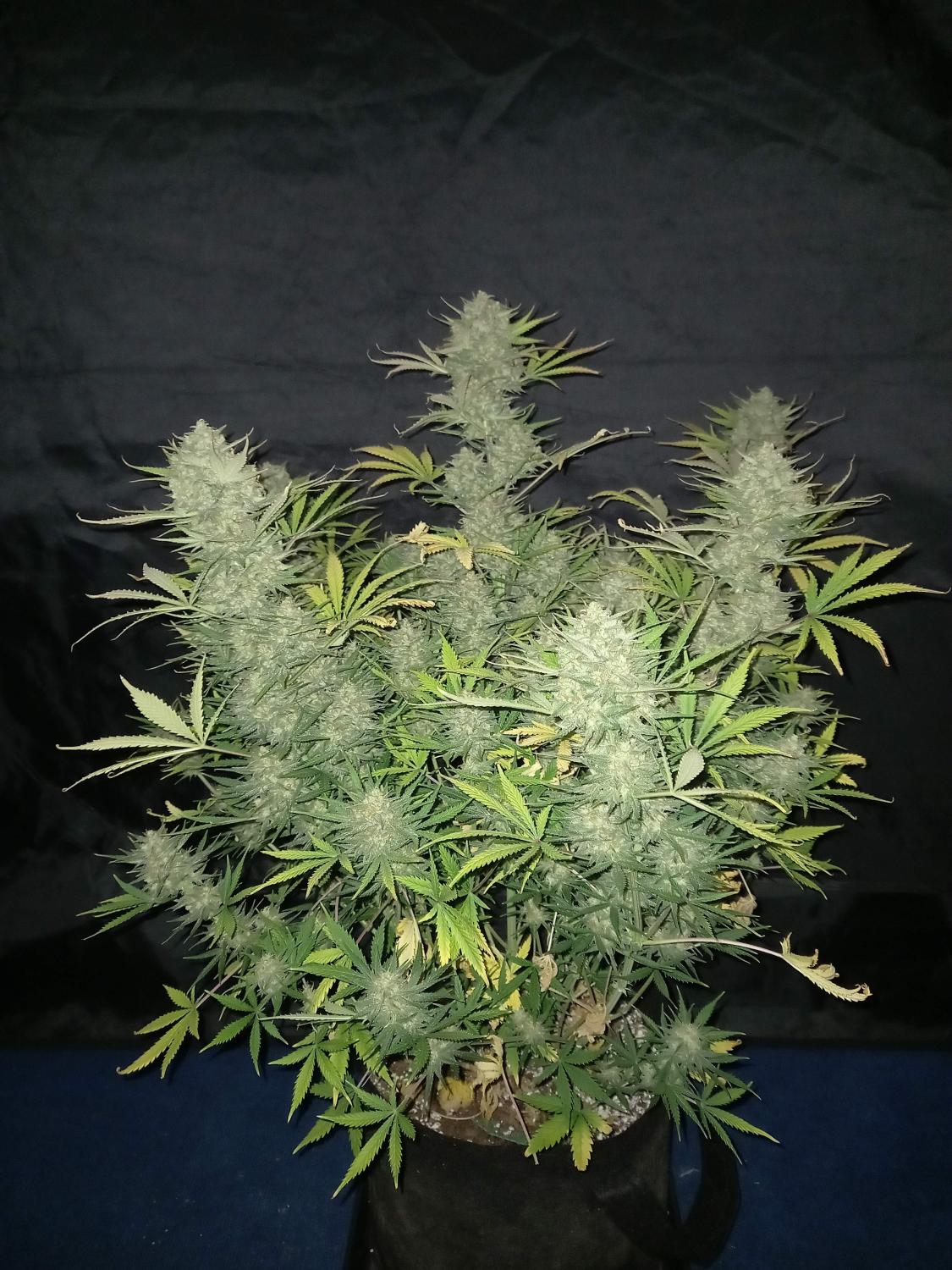 OG Kush Auto Fem Esrar Tohumu (Fast Buds)