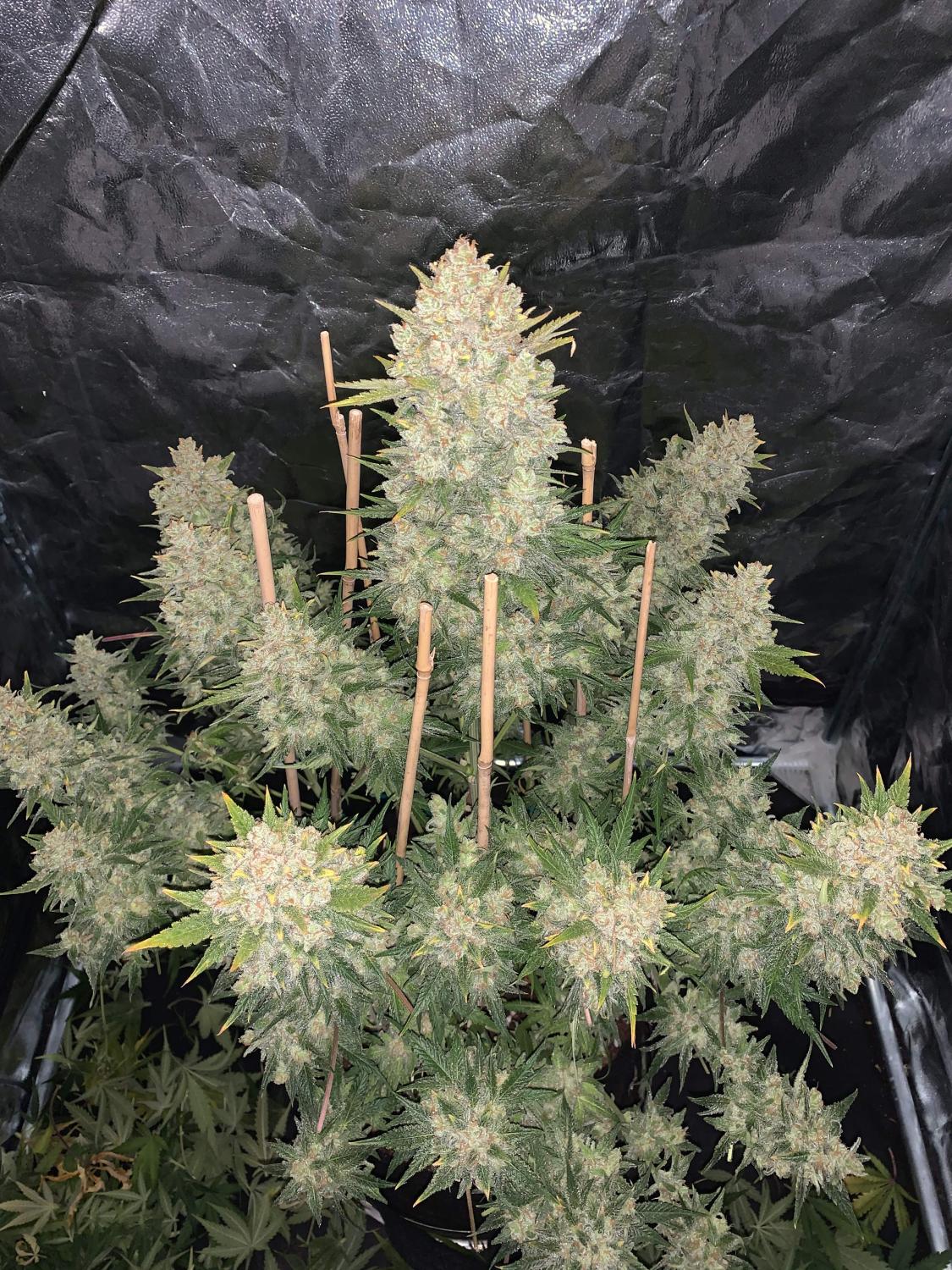 OG Kush Auto Fem Esrar Tohumu (Fast Buds)