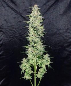 OG Kush Auto Fem Esrar Tohumu (Fast Buds)