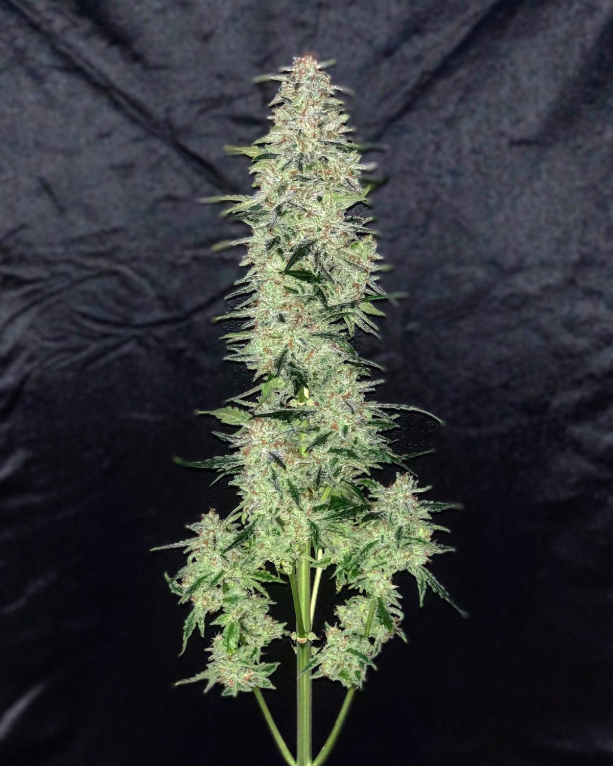 OG Kush Auto Fem Esrar Tohumu (Fast Buds)