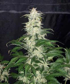 OG Kush Auto Fem Esrar Tohumu (Fast Buds)