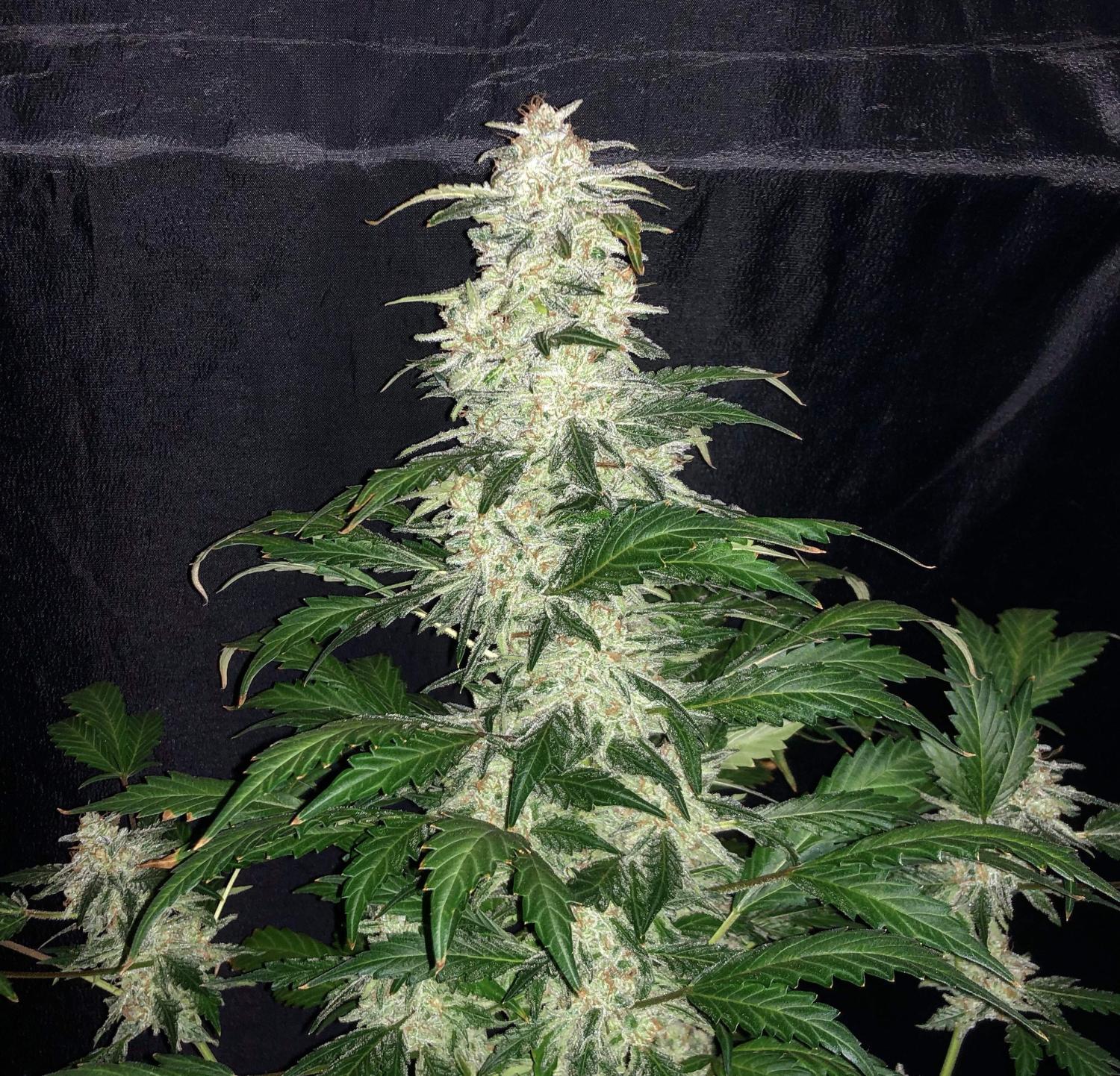 OG Kush Auto Fem Esrar Tohumu (Fast Buds)