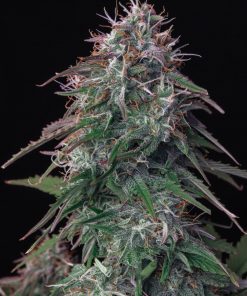 OG Kush Auto Fem Esrar Tohumu (Fast Buds)