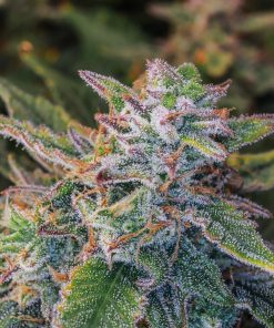 OG Kush Auto Fem Esrar Tohumu (Fast Buds)