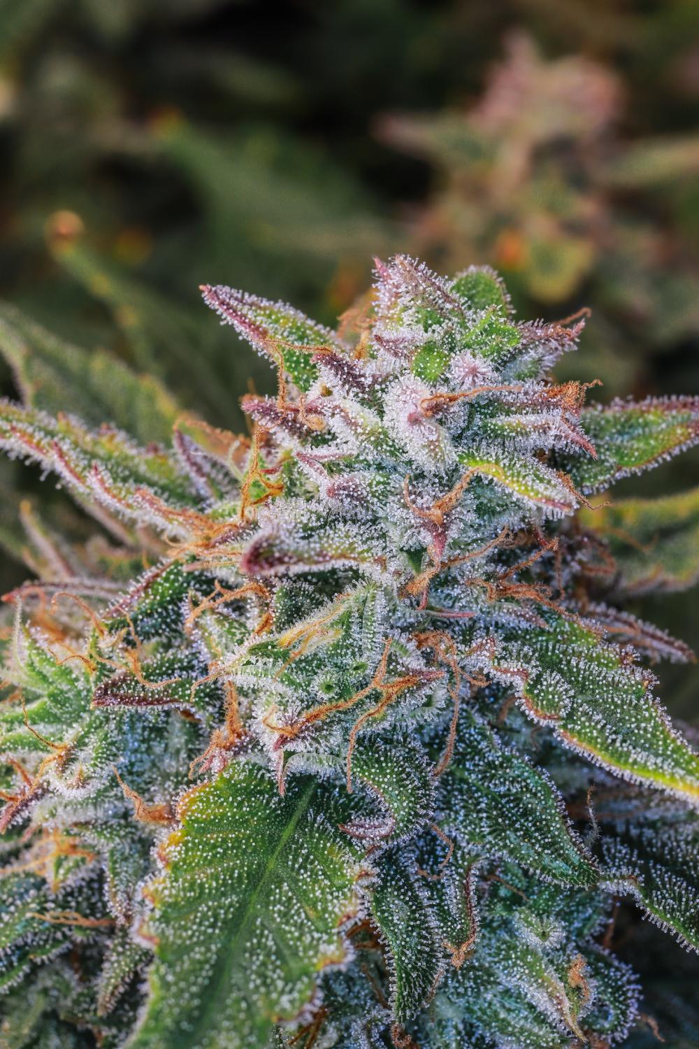 OG Kush Auto Fem Esrar Tohumu (Fast Buds)