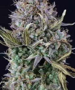 OG Kush Auto Fem Esrar Tohumu (Seedsman)
