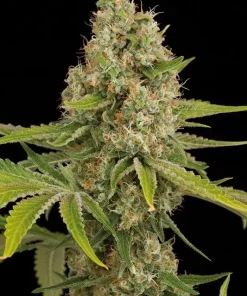 OG Kush Feminized Esrar Tohumu (Dinafem)