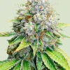 O.G. Kush Feminized Esrar Tohumu (Royal Queen Seeds)