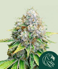 O.G. Kush Feminized Esrar Tohumu (Royal Queen Seeds)