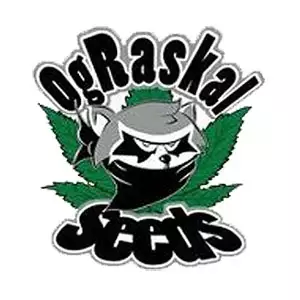 OG Raskal Genetics