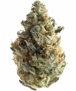 OG Tini, yakıtımsı ve limon aromalı, yüksek THC'li bir hibrit türdür. Ağrı ve stresi azaltıcı etkileriyle öne çıkar. Genetik yapısını keşfedin.