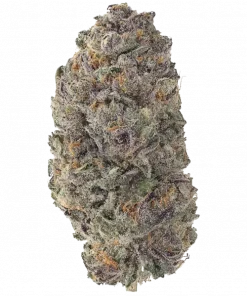 OGDLUX BX3, yakıtımsı aroması ve rahatlatıcı etkisiyle öne çıkan bir türdür. OG Kush genetiğiyle derin bir sakinlik sunar. Etkilerini keşfedin.