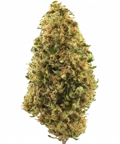 Oishii, yakıtımsı ve limon aromalarıyla öne çıkan dengeli bir hybrid türdür. Enerjik etkileri ve yüksek THC içeriğiyle bilinir. Genetik yapısını keşfedin.