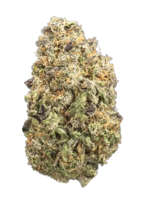 Old School, toprak ve çam aromalı, yüksek THC'li bir hibrit türdür. Stres ve ağrı için ideal, rahatlatıcı etkileri keşfedin. Genetik yapısını görüntüleyin.