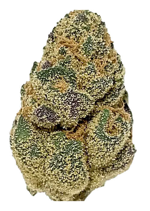 Orange 43, turunçgil aromaları ve rahatlatıcı etkileriyle bilinen Indica baskın bir türdür. Yüksek THC içeriğiyle öne çıkar. Genetik yapısını keşfedin.