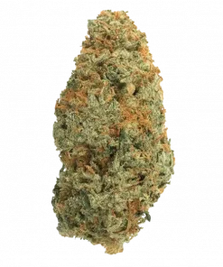 Orange 76, ferahlatıcı narenciye aroması ve yüksek THC içeriğiyle bilinen Sativa baskın bir türdür. Yaratıcılığı artıran etkilerini keşfedin ve hemen görüntüleyin.