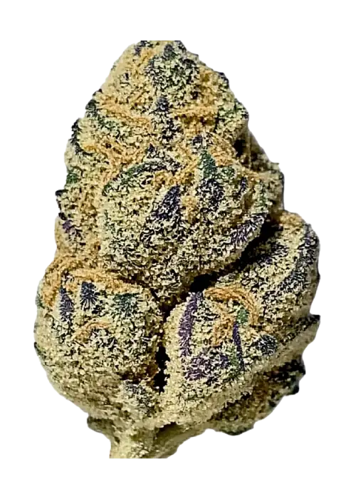 Orange Apricot, tatlı kayısı ve narenciye aromalarıyla öne çıkan indica baskın bir türdür. 'e varan THC içeriğiyle rahatlatıcı etkilerini keşfedin.