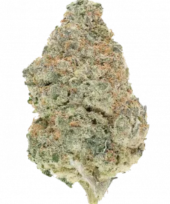 Orange Banana Sherbet, tatlı muz aroması ve rahatlatıcı etkisiyle öne çıkan dengeli bir hibrit türdür. Anksiyete ve stres için ideal. Özelliklerini keşfedin.