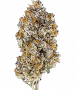 Orange Bellini, turunçgil aromaları ve yüksek THC içeriğiyle bilinen dengeli bir hibrit türdür. Enerjik etkilerini ve genetik yapısını keşfedin.