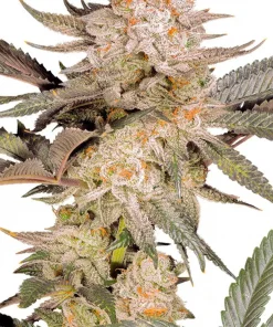Orange Bud 2.0 Feminized Esrar Tohumu (Dutch Passion)