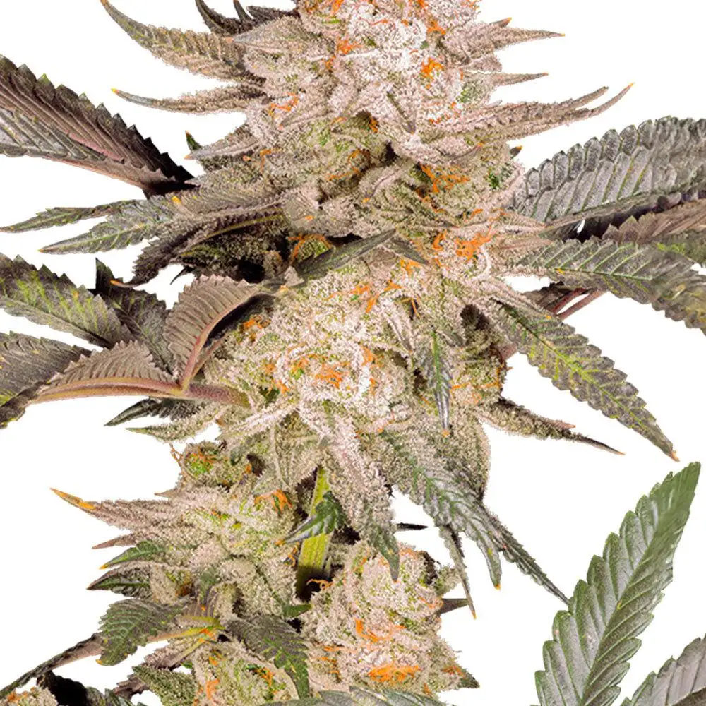 Orange Bud 2.0 Feminized Esrar Tohumu (Dutch Passion)