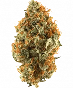 Orange Bud, turunçgil ve skunk aromalarıyla öne çıkan Indica baskın bir türdür. Dengeli etkileriyle rahatlama sağlar. Genetik yapısını keşfedin.