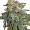 Orange Bud Auto Fem Esrar Tohumu (Dutch Passion)