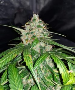 Orange Bud Auto Fem Esrar Tohumu (Dutch Passion)