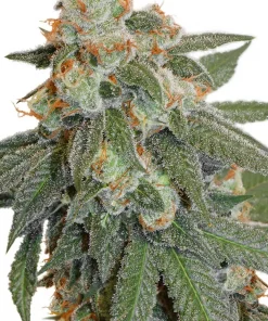 Orange Bud Regular Esrar Tohumu (Dutch Passion)