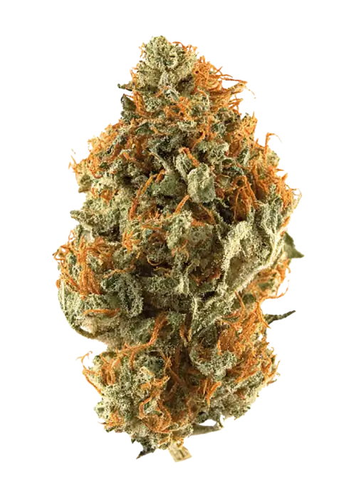 Orange Bud, turunçgil ve skunk aromalarıyla öne çıkan Indica baskın bir türdür. Dengeli etkileriyle rahatlama sağlar. Genetik yapısını keşfedin.