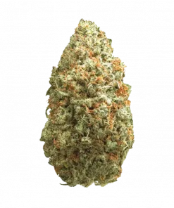 Orange Burst, yüksek THC'si ve rahatlatıcı etkisiyle bilinen Indica baskın bir türdür. Narenciye ve orman meyvesi aromalarını keşfedin. Genetik yapısını görüntüleyin.