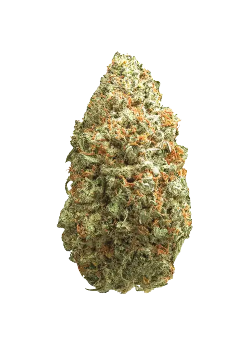 Orange Burst, yüksek THC'si ve rahatlatıcı etkisiyle bilinen Indica baskın bir türdür. Narenciye ve orman meyvesi aromalarını keşfedin. Genetik yapısını görüntüleyin.
