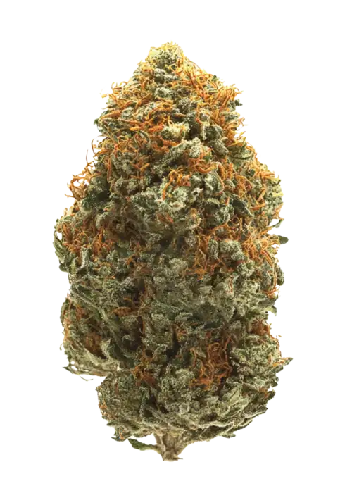 Orange Cake, kremsi narenciye aroması ve dengeli genetiğiyle öne çıkan hibrit bir türdür. Derin rahatlama ve mutluluk için ideal. Özelliklerini keşfedin.