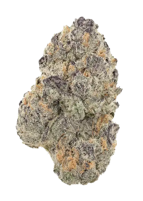 Orange Cherries, portakal kreması aroması ve .3 THC oranıyla öne çıkan dengeli bir hibrit türdür. Sakinleştirici etkilerini keşfedin ve hemen görüntüleyin.