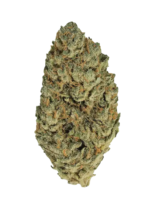 Orange Cookies, tatlı portakal aroması ve yüksek THC içeriğiyle öne çıkan Indica dominant bir türdür. Benzersiz genetik yapısını ve rahatlatıcı etkilerini keşfedin.