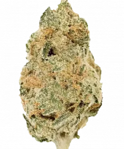 Orange Creamsicle, keskin narenciye aroması ve 'e varan THC içeriğiyle öne çıkan Sativa baskın bir türdür. Eşsiz genetik yapısını ve etkilerini keşfedin.