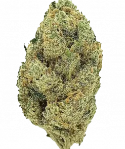 Orange Crush, tatlı portakal aroması ve yüksek THC içeriğiyle öne çıkan Indica dominant bir türdür. Enerjik etkilerini ve genetik yapısını keşfedin.