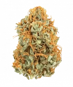 Orange Dream, tatlı portakal aroması ve canlandırıcı etkisiyle bilinen sativa baskın türdür. Yüksek verimiyle öne çıkar. Bu eşsiz türü keşfedin.