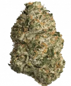 Orange Hill Special, yoğun turunçgil aroması ve dengeli etkisiyle öne çıkan hibrit bir türdür. Enerji ve yaratıcılığı artırır. Genetik yapısını keşfedin.