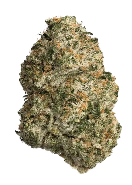 Orange Hill Special, yoğun turunçgil aroması ve dengeli etkisiyle öne çıkan hibrit bir türdür. Enerji ve yaratıcılığı artırır. Genetik yapısını keşfedin.