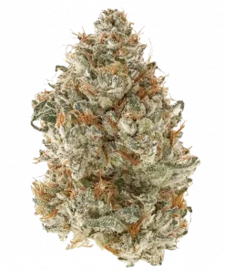 Orange Juice, belirgin portakal suyu aroması ve enerji verici etkileriyle öne çıkan Sativa ağırlıklı bir türdür. Yaratıcılığınızı artıracak bu özel türü keşfedin.