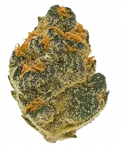 Orange Kush, belirgin portakal aroması ve dengeli etkisiyle öne çıkan hibrit bir türdür. Yüksek verimiyle dikkat çeker. Tüm özelliklerini keşfedin.