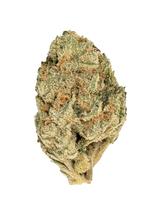 Orange Push Pop, tatlı portakal aroması ve rahatlatıcı etkileriyle bilinen indica baskın bir türdür. Eşsiz lezzetini ve faydalarını keşfedin.