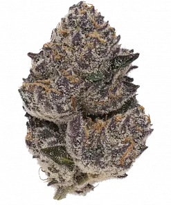 Orange Sapphire, portakal aromaları ve yüksek THC içeriğiyle bilinen Sativa baskın bir türdür. Enerji verici etkilerini keşfedin ve genetik yapısını görüntüleyin.