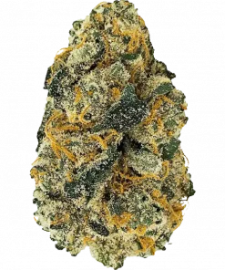 Orange Sherbert, turunçgil aromaları ve yüksek THC içeriğiyle öne çıkan dengeli bir hybrid türdür. Genetik yapısını ve potansiyel faydalarını hemen keşfedin.