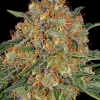 Orange Sherbert Feminized Esrar Tohumu (Barney's Farm)