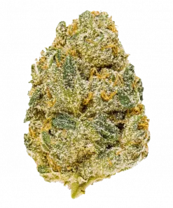 Orange Sherbet Auto, yakıtımsı ve portakal aromalı, yüksek THC'li bir Sativa türüdür. Öforik etkileriyle bilinir. Genetik yapısını keşfedin ve detaylıca görüntüleyin.