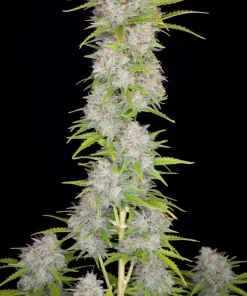 Orange Sherbet Auto Fem Esrar Tohumu (Fast Buds)